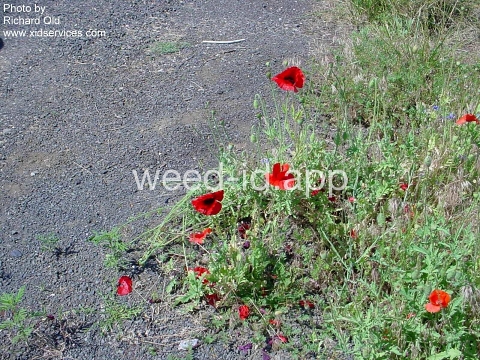 poppy, corn